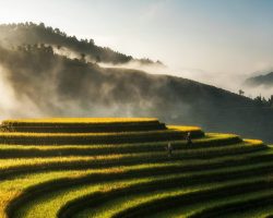 Agriculture Vietnam