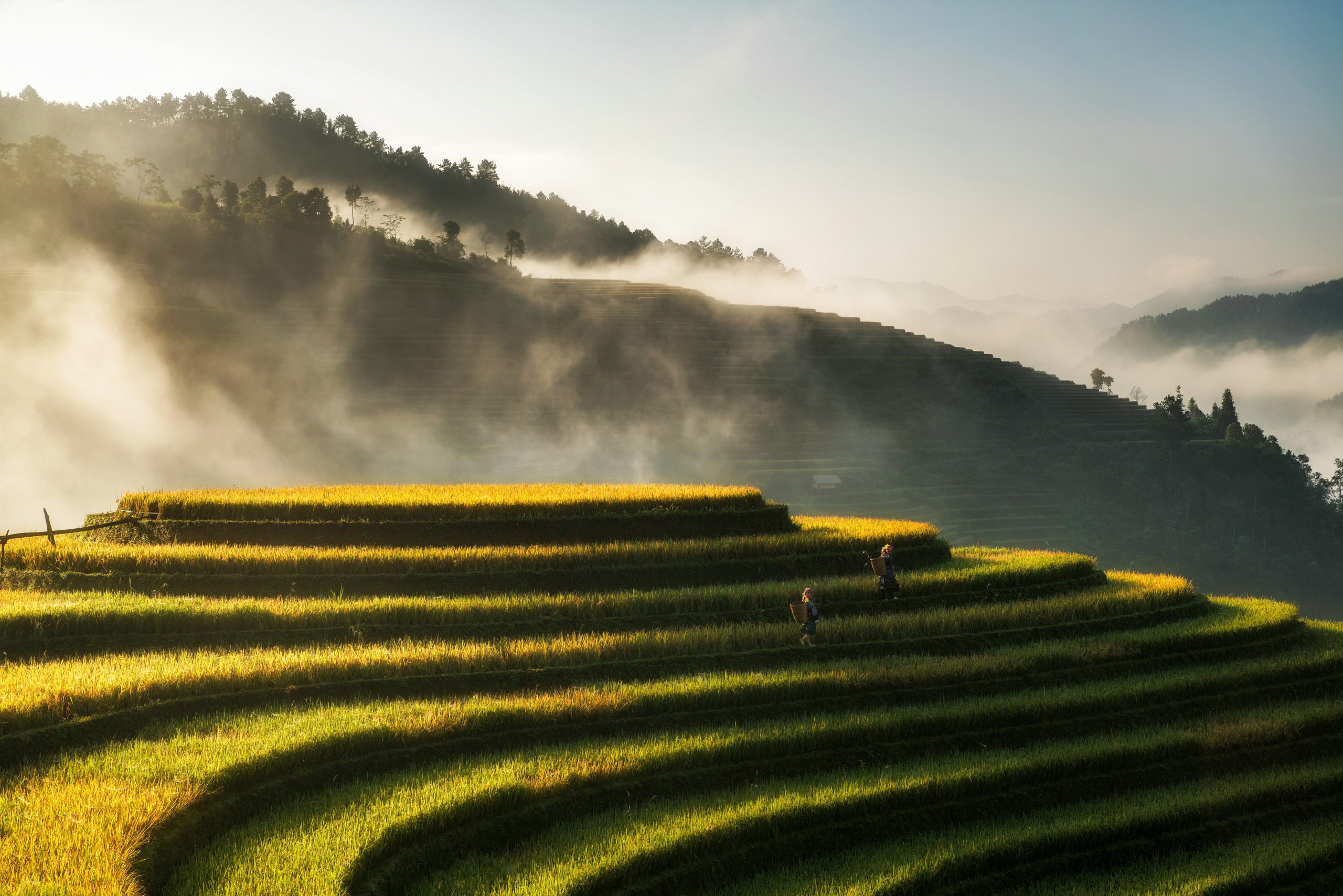 Agriculture Vietnam