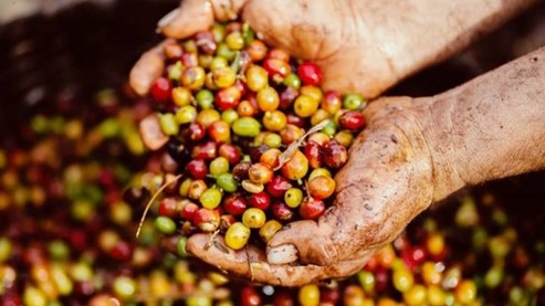 Vietnam is the world's second largest coffee producer.