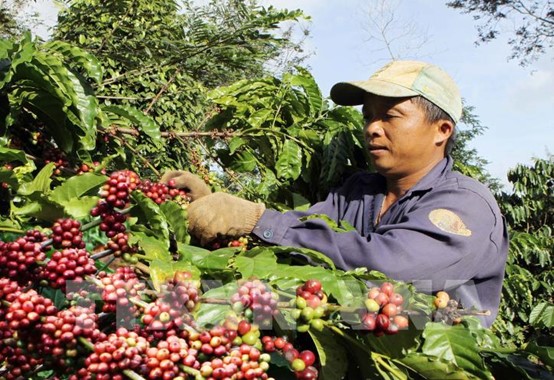 ダクラクの収穫期のコーヒー農園の一角