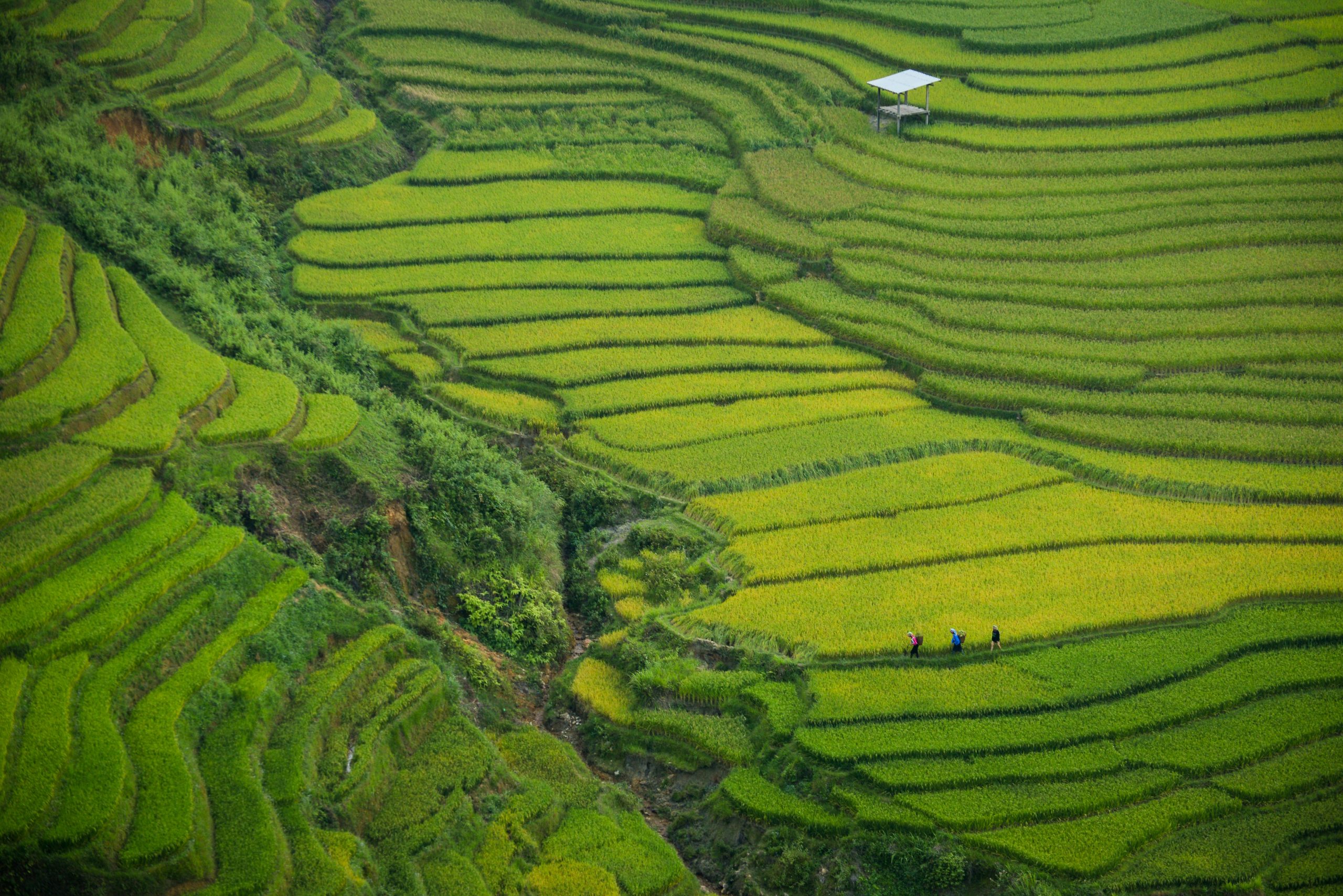 Lao Cai Vietnam