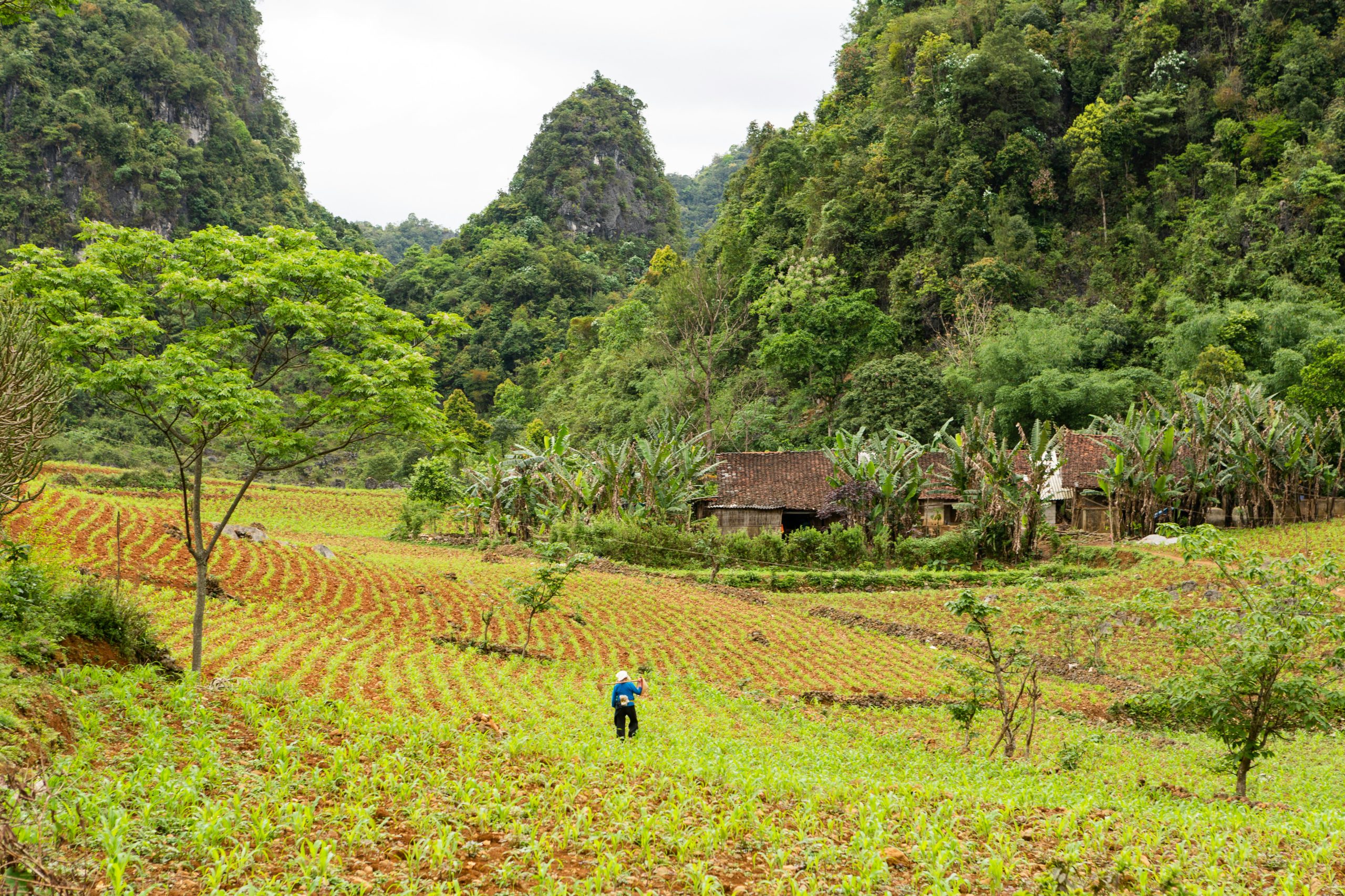 Agriculture Vietnam