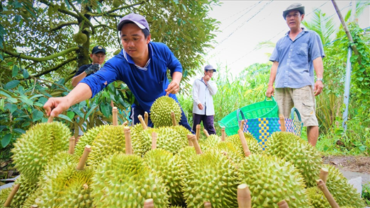 Hình ảnh thu hoạch sầu riêng ở Việt Nam