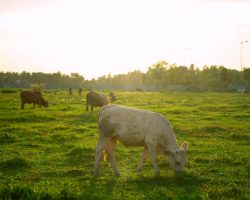 Livestock sector