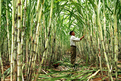 Sugarcane farming in Vietnam