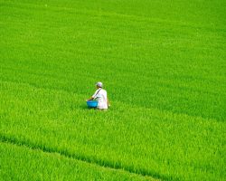 Vietnam agriculture