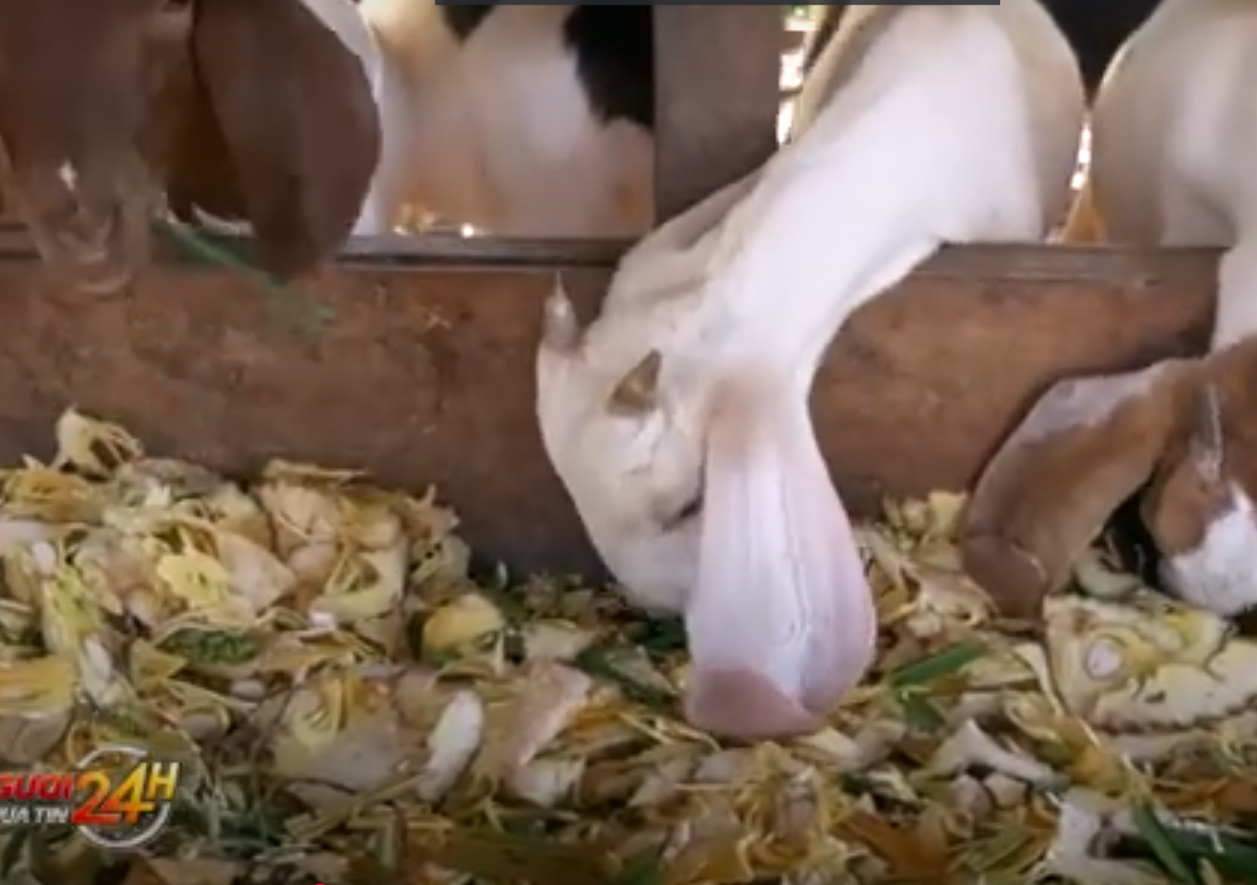 Farmers in Tien Giang utilize local surplus of jackfruit and jackfruit fibers for goat farming