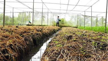 Fertilizer made from rice straw