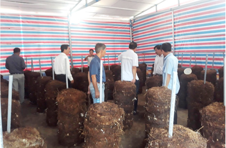 Mushroom growing model using agricultural waste in Soc Trang province