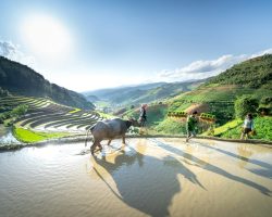 Vietnam's Agriculture