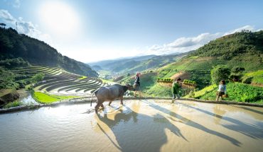 Vietnam's Agriculture