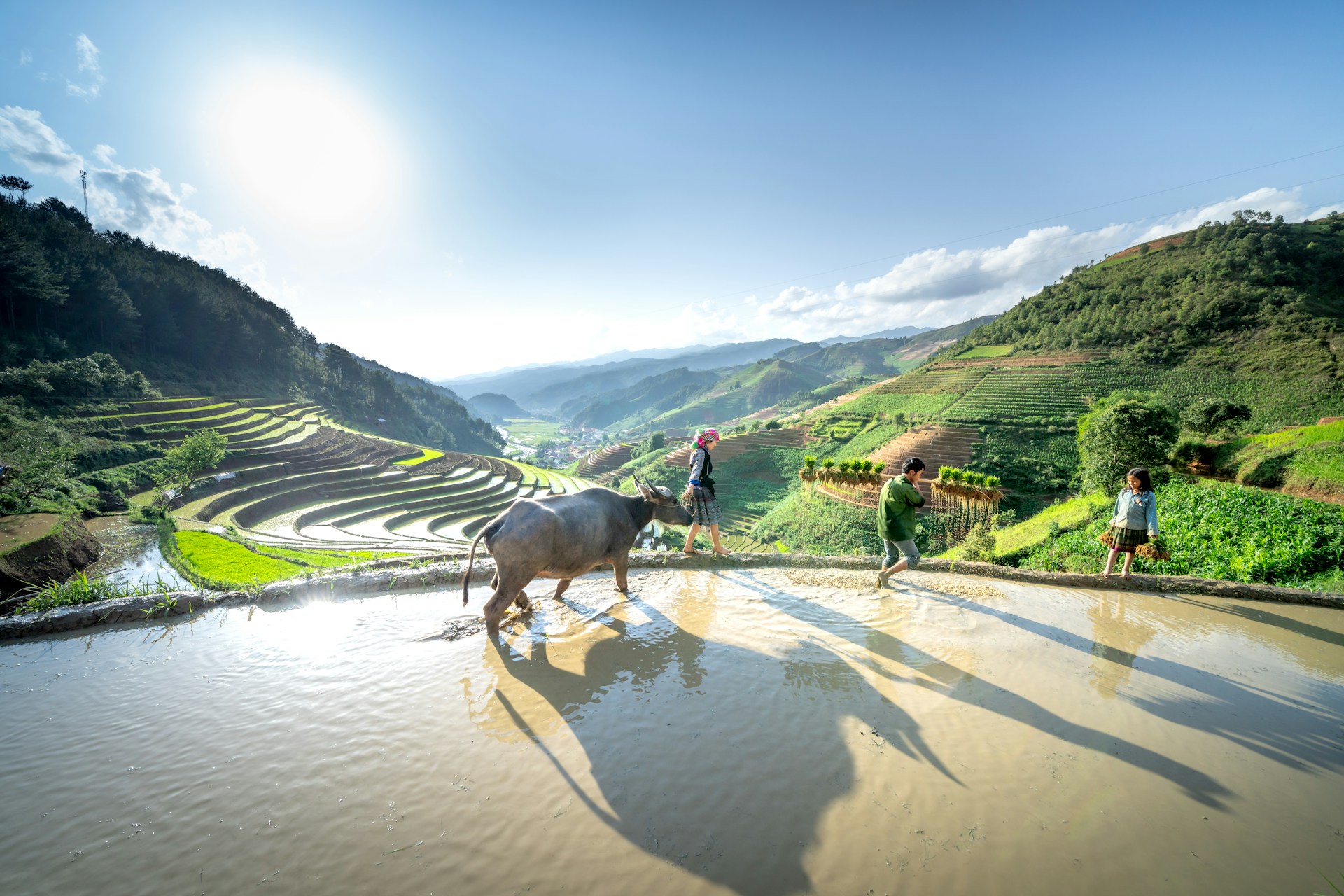 Vietnam's Agriculture
