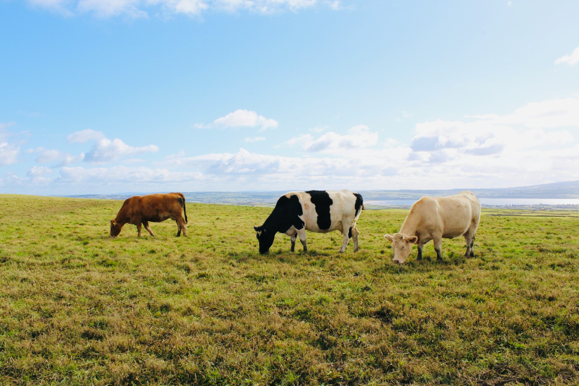 Livestock Vietnam