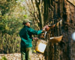Rubber trees in Vietnam