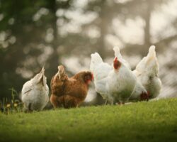 Animal feed sector