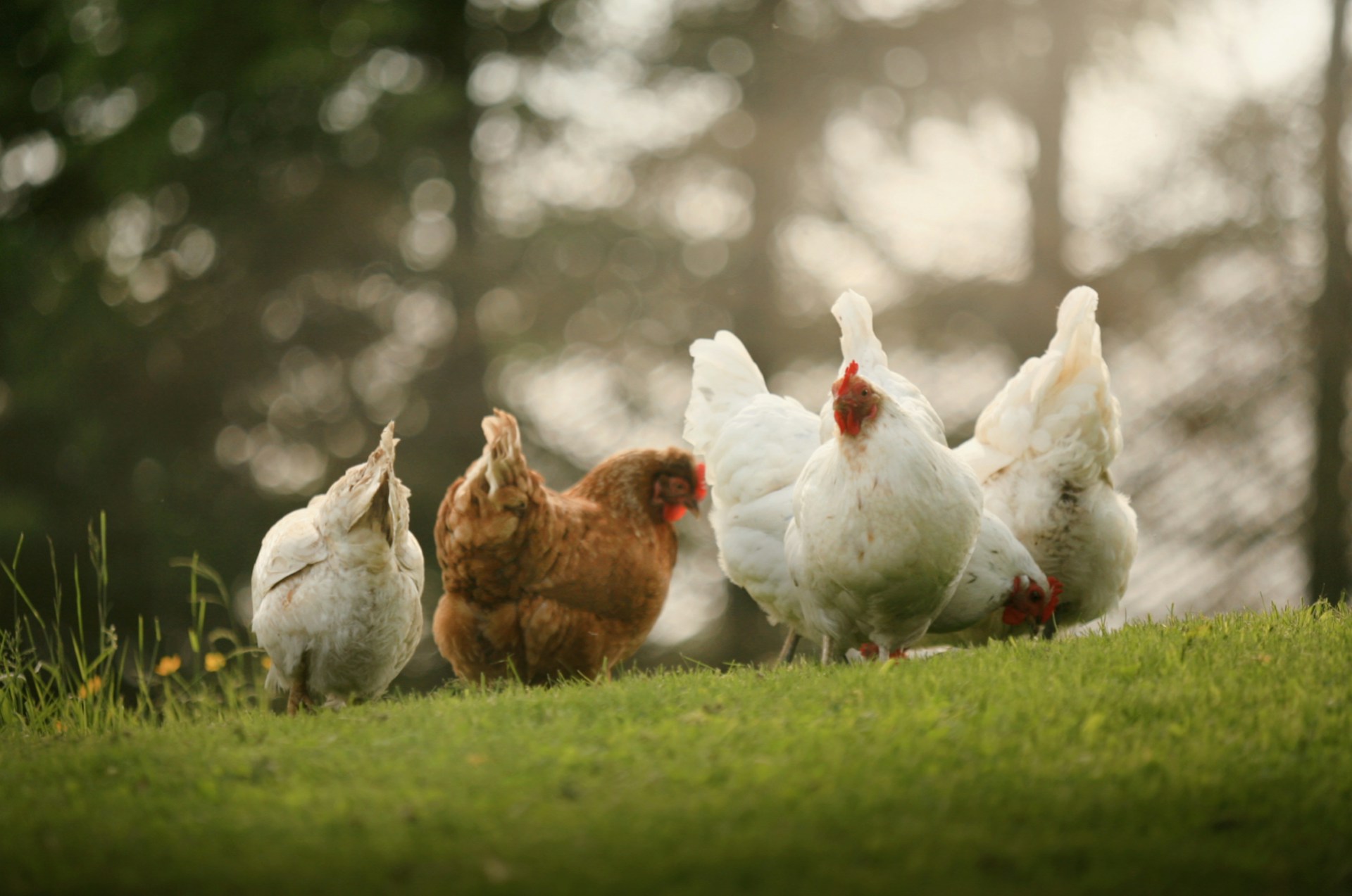 Animal feed sector