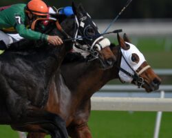 Horse racing industry in Vietnam