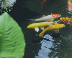 Koi fish