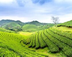 Carbon credit Vietnam