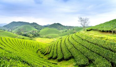 Carbon credit Vietnam