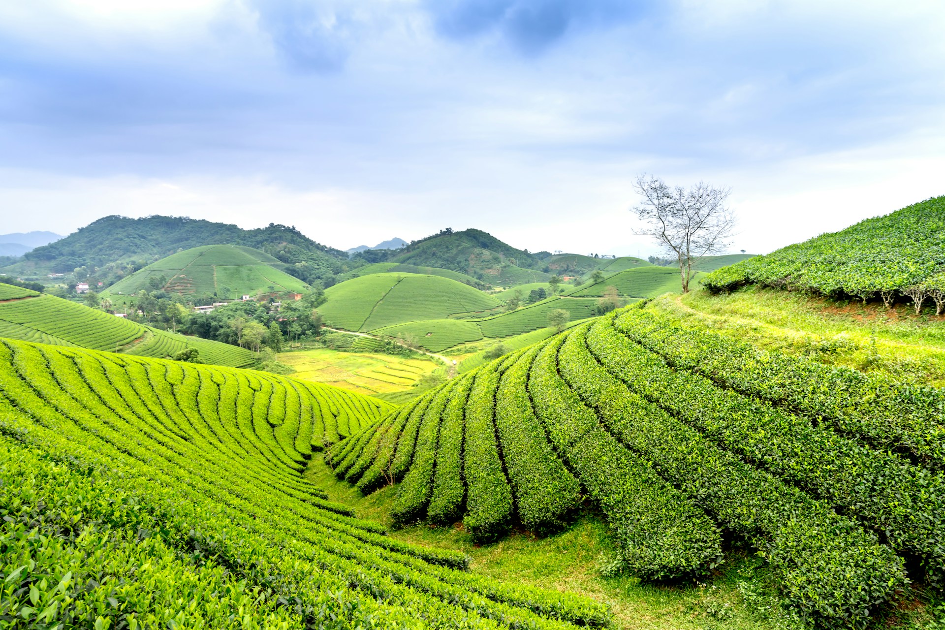 Carbon credit Vietnam