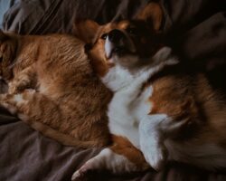 Pet care market Vietnam