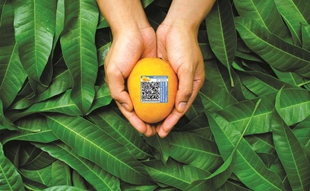 QR Code attached to each mango helps ensure transparency of the supply chain