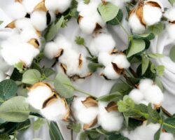 Vietnam imported fabric and cotton