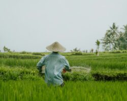 Vietnam argiculture Vietnam argiculture