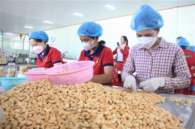 Cashew has great potential for export to Middle East