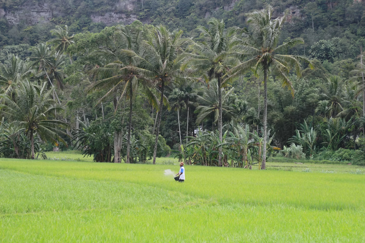 Farmers cultivating rice in Indonesia