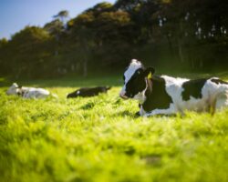 Vietnam dairy industry 2025 Vietnam dairy industry 2025