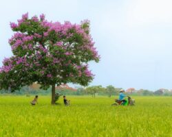 Vietnam rice Vietnam rice