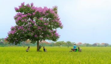 Vietnam rice