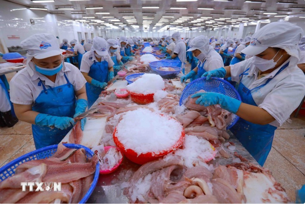 Workers process aquatic products for export