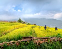 Rice fields to Carbon credit-Vietnam Rice fields to Carbon credit-Vietnam