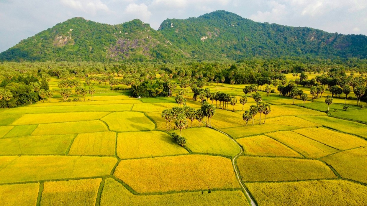 Rice paddy in An Giang