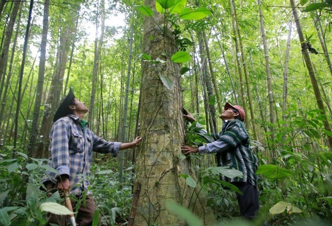 Vietnam forest
