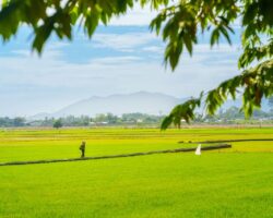 Vietnam byproducts in agriculture